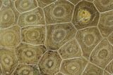Polished Fossil Coral (Actinocyathus) - Morocco #128190-2
